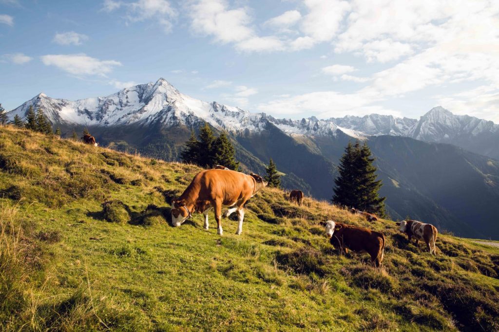 ALMA - Austria - Brigitte
