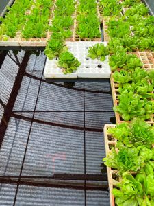 Piantine coltivate con agricoltura idroponica