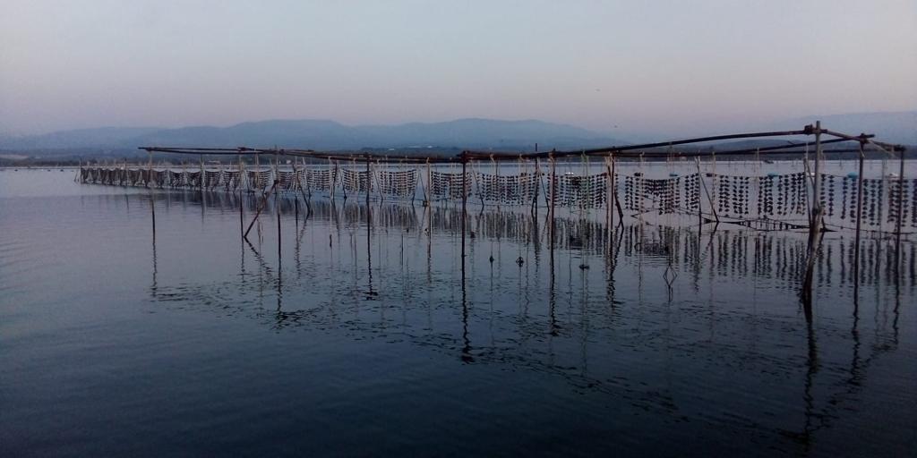 Credits San Michele Oyster