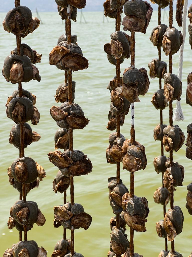 Credits San Michele Oyster