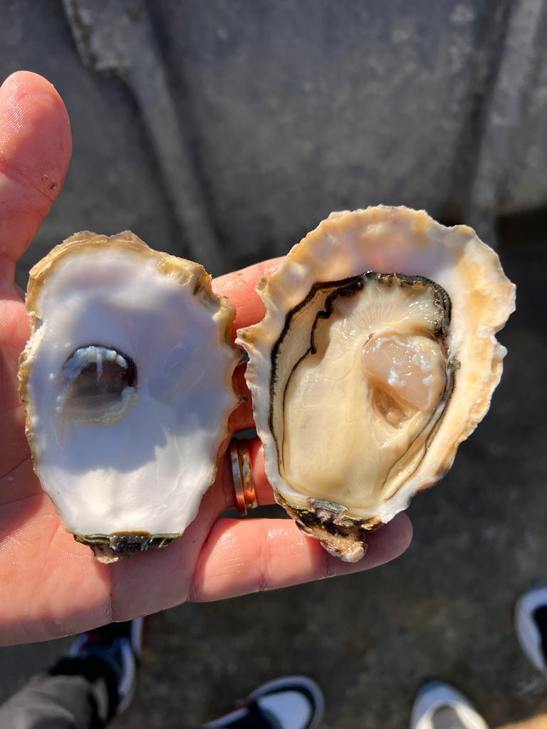 Credits San Michele Oyster
