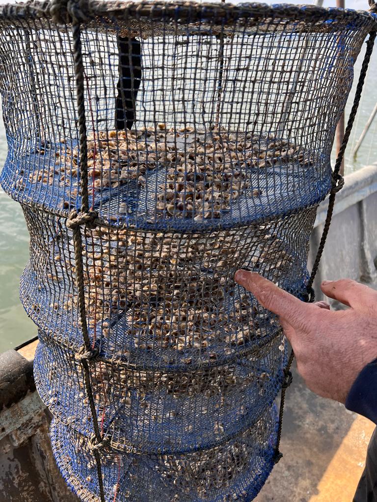 Credits San Michele Oyster