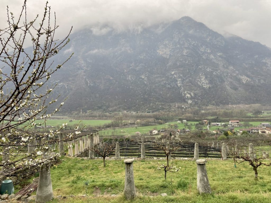 Carema, foto di Thea Papa