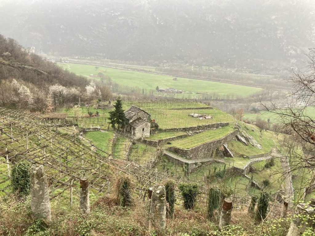 Carema