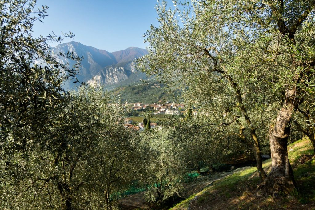 Oliveti, @Agraria Riva del Garda