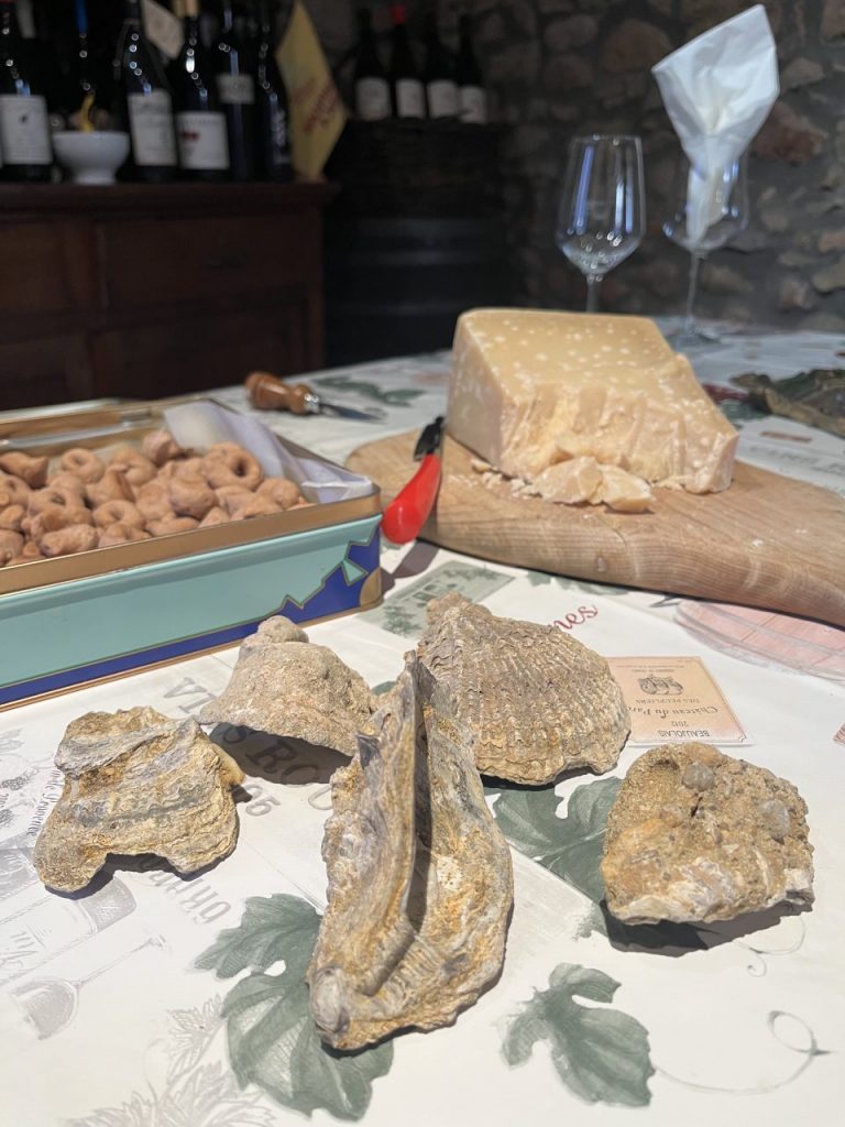 Conchiglie e resti fossili ritrovati lungo i filari