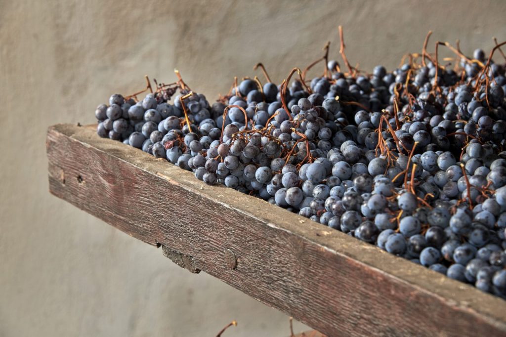 Le uve a riposo sulle arèle per la produzione di Amarone (credits Bertani)