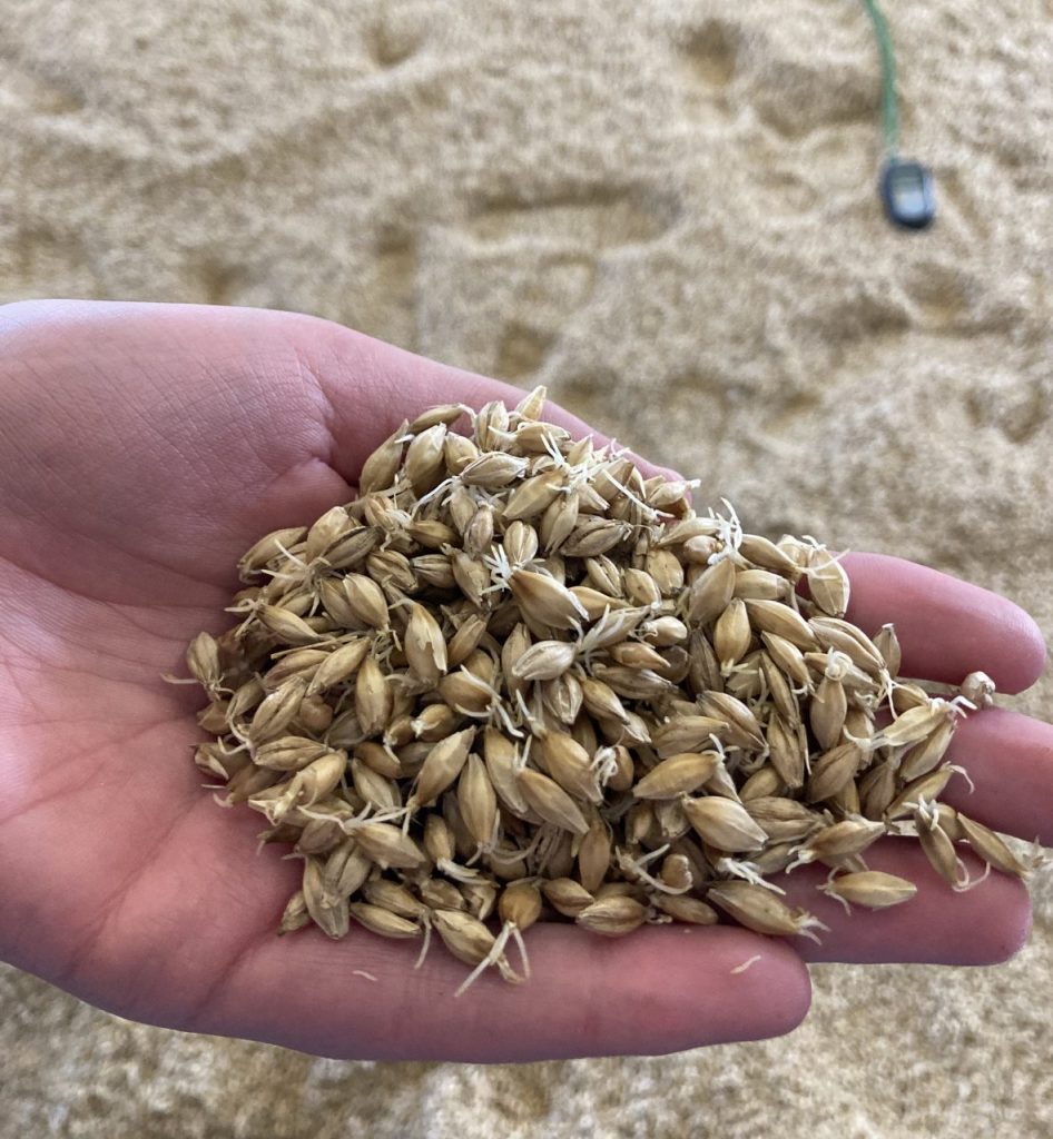 I germogli dell'orzo durante la fase di maltaggio alla distilleria Kilchoman di Islay, Scozia (credits Eugenia Torelli)