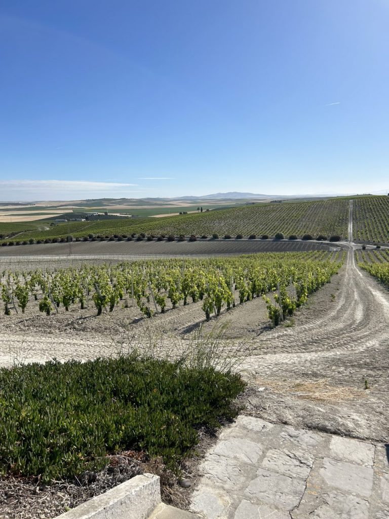 I vigneti di Bodegas Fundador, sui terreni di albariza del Marco de Jerez (credits Bodegas Fundador)