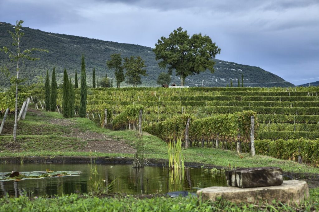 Il vigneto Runk di Gravner (credits Alvise Barsanti)