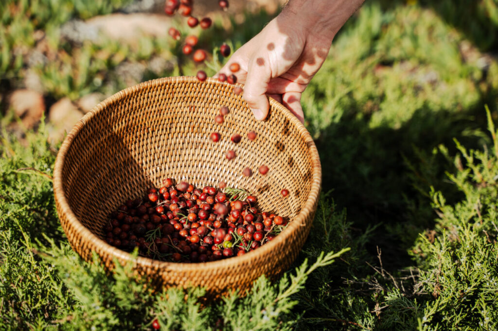 Raccolta del ginepro sardo Oxycedrus (credits Velier)
