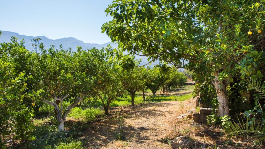 I frutteti di Casa Limonio (credits Casa Limonio)