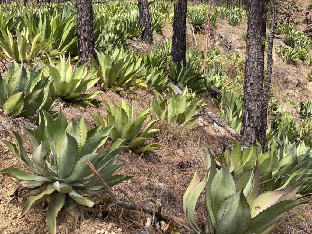 Agave Maximiliana coltivata tra gli alberi (credits Tito Bandera)