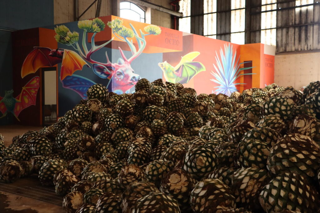 Le piñas di agave per la produzione di Tequila (credits Tequila Ocho, importato in Italia da Compagnia dei Caraibi)