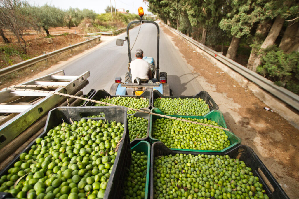 La raccolta delle olive di Incuso (credits Davide Calafa)