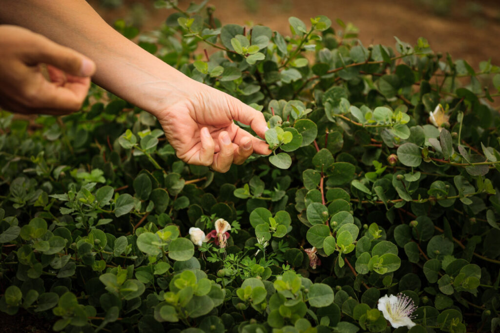 La raccolta dei capperi a Pantelleria (credits Viola Damiani per Incuso)