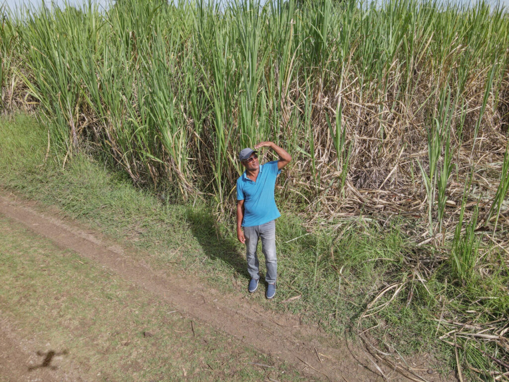 Le coltivazioni di Crystalline di Michel Sajous a Haiti (credits Velier)