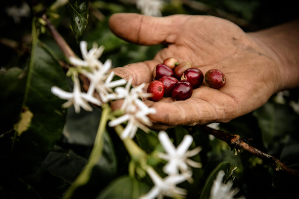 Caffè appena colto (credits Nespresso)