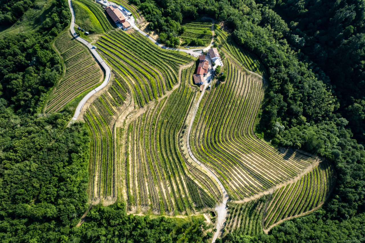 due cantine per capire il collio da Linkiesta.it due cantine per capire il collio